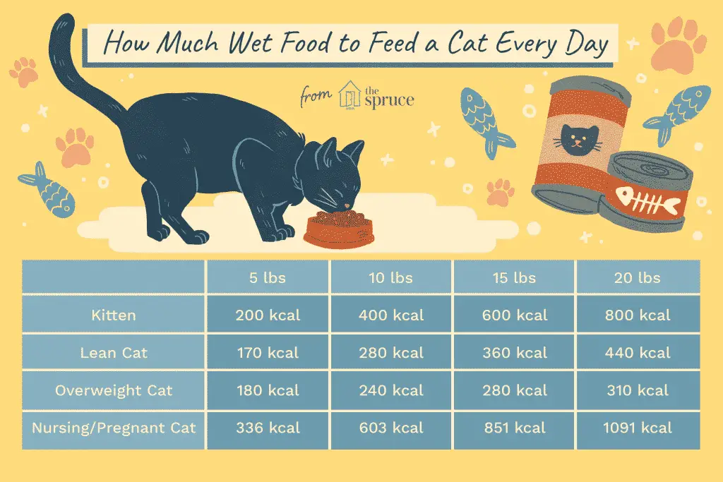 how much canned food to feed 554404 Final 5c8fa9f046e0fb000187a328 1 جدول اكل القطط 2022 - أنظمة اكل القطط بالتفصيل 2 جدول اكل القطط 2022 - أنظمة اكل القطط بالتفصيل