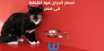 اسعار الدراى فود للقطط فى مصر
