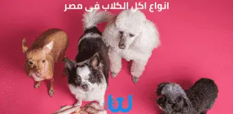 انواع اكل الكلاب فى مصر