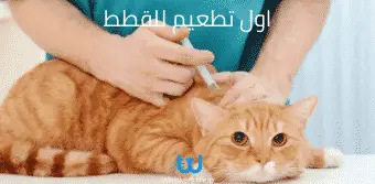 اول تطعيم للقطط