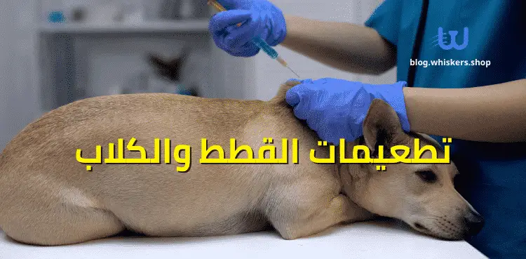 تطعيمات القطط والكلاب