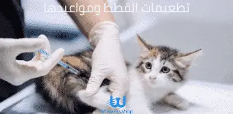 تطعيمات القطط ومواعيدها