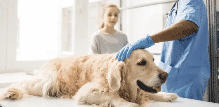 سرطان الدم في الكلاب