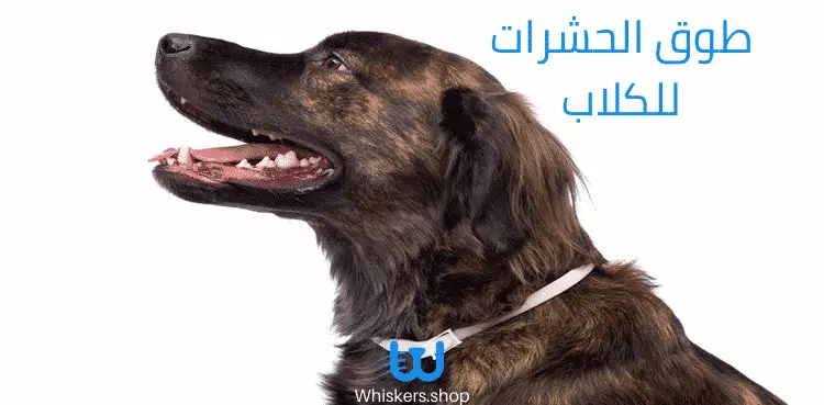 طوق الحشرات للكلاب