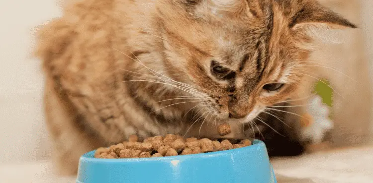 قطتي لا تأكل الدراي فود