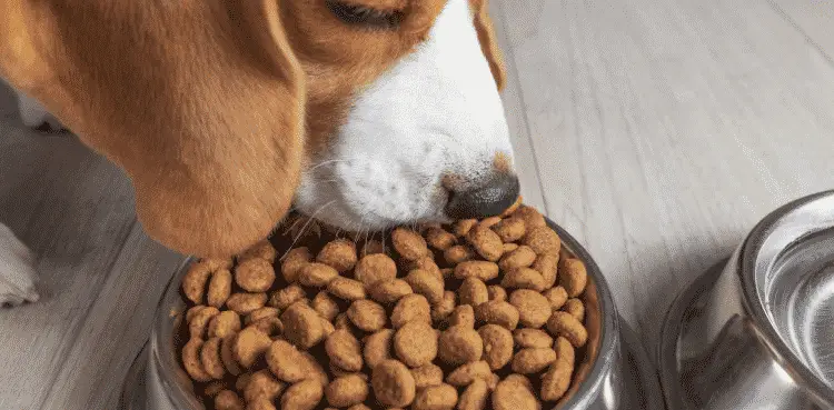 كيف تختار الطعام المناسب لكلبك