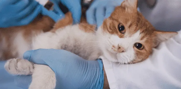 أنواع تطعيمات القطط 