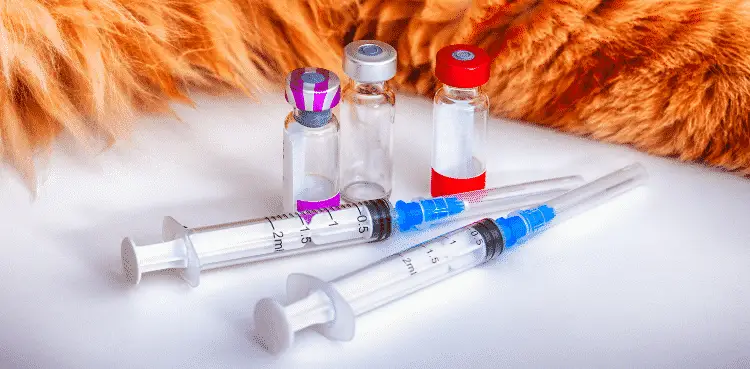 أنواع تطعيمات القطط 