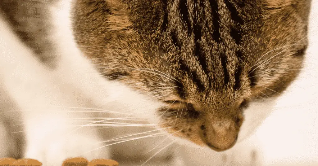 blog.whiskers.shop 52 حمى القطط : الأعراض والأسباب والعلاج و الرعاية 1 حمى القطط : الأعراض والأسباب والعلاج و الرعاية