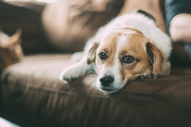 dog 1209154 640 التهاب الامعاء في الكلاب - الأسباب و العلاج 3 التهاب الامعاء في الكلاب - الأسباب و العلاج