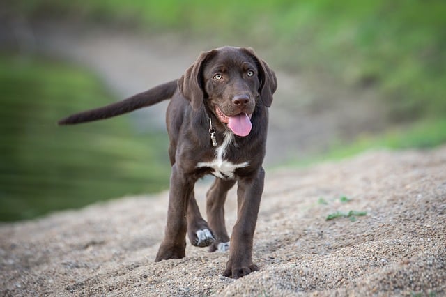 dog 3618666 640 التهاب الامعاء في الكلاب - الأسباب و العلاج 1 التهاب الامعاء في الكلاب - الأسباب و العلاج