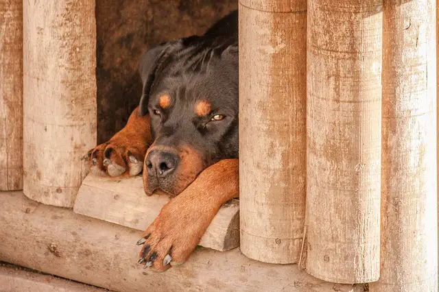 rottweiler 1771878 640 بيوت كلاب سهلة الصنع - لمربي الكلاب الجدد 1 بيوت كلاب سهلة الصنع - لمربي الكلاب الجدد