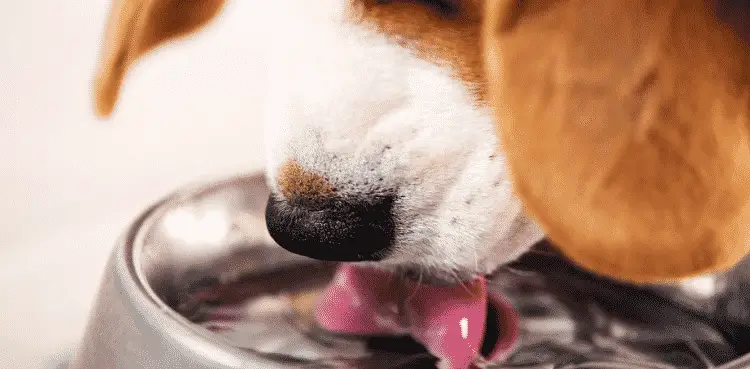 أسباب شرب الماء بكثرة عند الكلاب