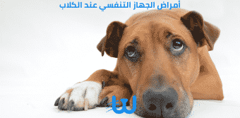 أمراض الجهاز التنفسي عند الكلاب