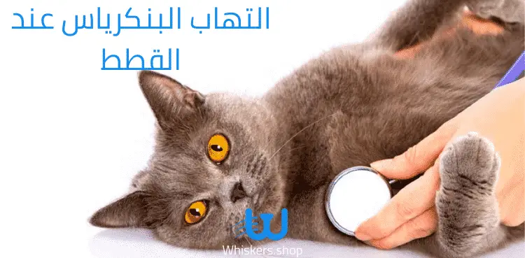 التهاب البنكرياس عند القطط