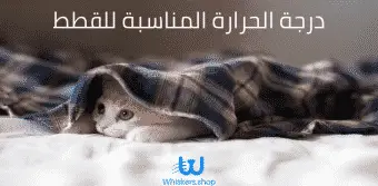 درجة الحرارة المناسبة للقطط