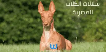 سلالات الكلاب المصرية