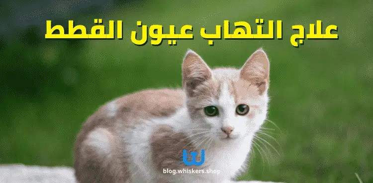 علاج التهاب عيون القطط