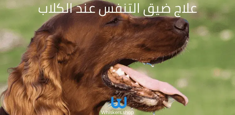 علاج ضيق التنفس عند الكلاب