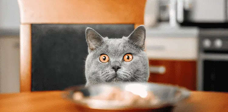 هل تأكل القطط البسكويت 