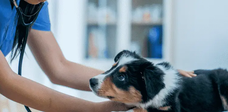 علاج السعال عند الكلاب 