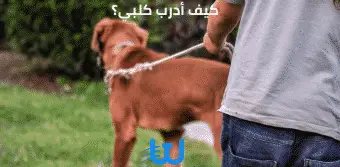 كيف أدرب كلبي