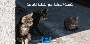 كيفية التعامل مع القطط الشرسة