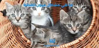 ما هي مشاكل عيون القطط