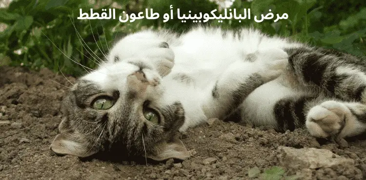 مرض البانليكوبينيا أو طاعون القطط