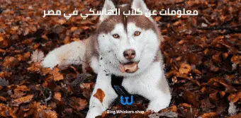 معلومات عن كلاب الهاسكي في مصر