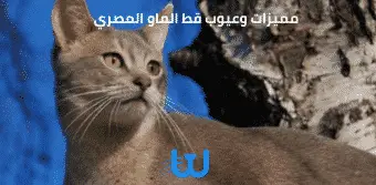مميزات وعيوب قط الماو المصري