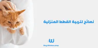 نصائح لتربية القطط المنزلية