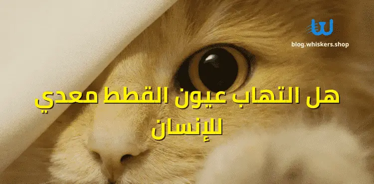 هل التهاب عيون القطط معدي للإنسان