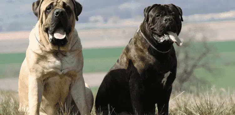 أضخم كلاب العالم