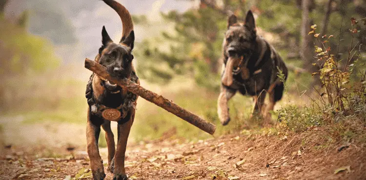 كلب المالينو البلجيكي 1 2 الكلاب الخطيرة - سلالات عليك الحذر منها (2021) 2 الكلاب الخطيرة - سلالات عليك الحذر منها (2021)