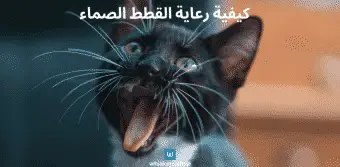 كيفية رعاية القطط الصماء