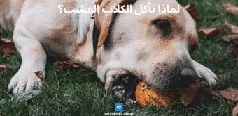 لماذا تأكل الكلاب العشب؟
