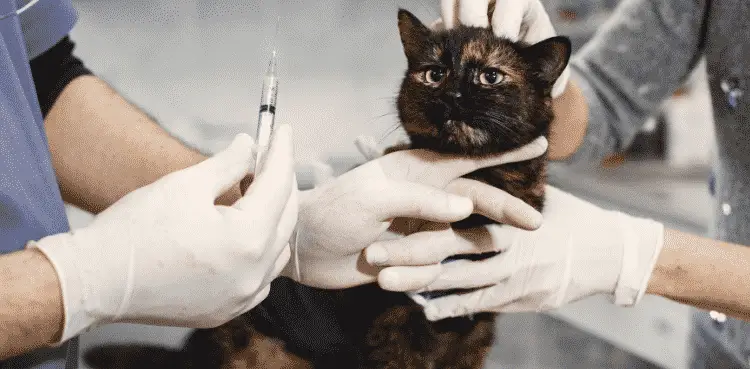 ما هي أعراض طاعون القطط 1 تعرف على أعراض التهاب البنكرياس في القطط 1 تعرف على أعراض التهاب البنكرياس في القطط