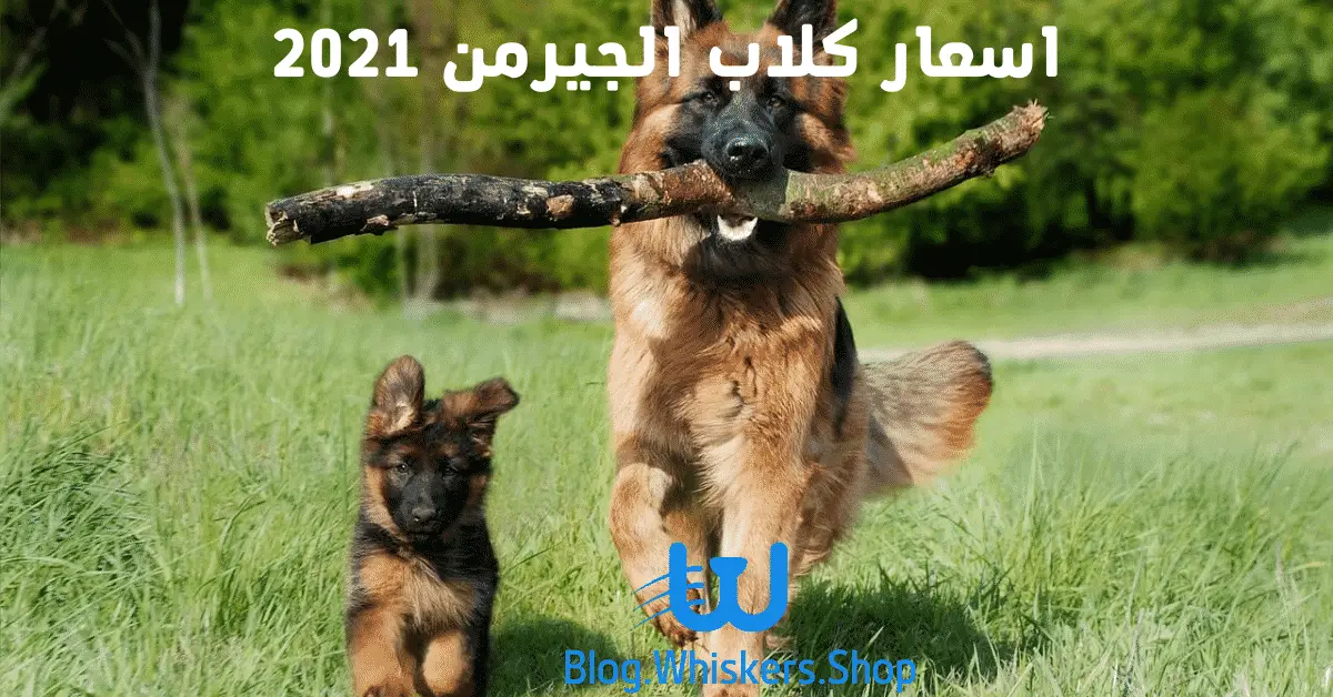 1 40 اسعار الكلاب الجيرمن 2021- 4 معلومات عن كلاب الجيرمن 1 اسعار الكلاب الجيرمن 2021- 4 معلومات عن كلاب الجيرمن
