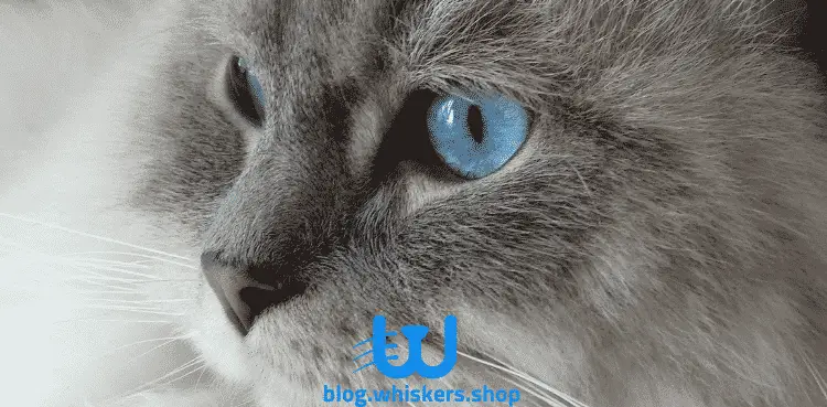 2 10 اكتشف طريقة علاج عيون القطط من الالتهابات 1 اكتشف طريقة علاج عيون القطط من الالتهابات