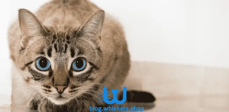 4 6 كيفية علاج الاسهال والترجيع عند القطط في المنزل 1 كيفية علاج الاسهال والترجيع عند القطط في المنزل
