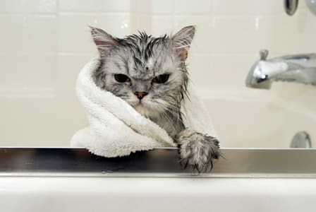 67904 الحفاظ على ترطيب القطة كيفية استحمام القطط بالطريقة الصحيحة - 6 خطوات للاستحمام 2 كيفية استحمام القطط بالطريقة الصحيحة - 6 خطوات للاستحمام