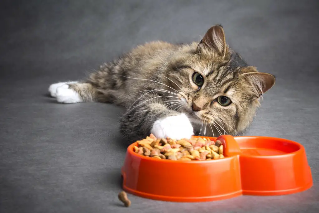 Catnoteating 9 أسباب لامتناع القطط عن تناول الطعام و مخاطر فقدان الشهية 2 9 أسباب لامتناع القطط عن تناول الطعام و مخاطر فقدان الشهية