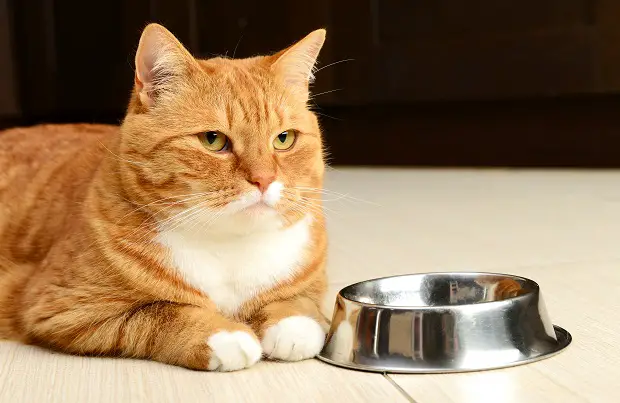 أسباب لامتناع القطط عن تناول الطعام