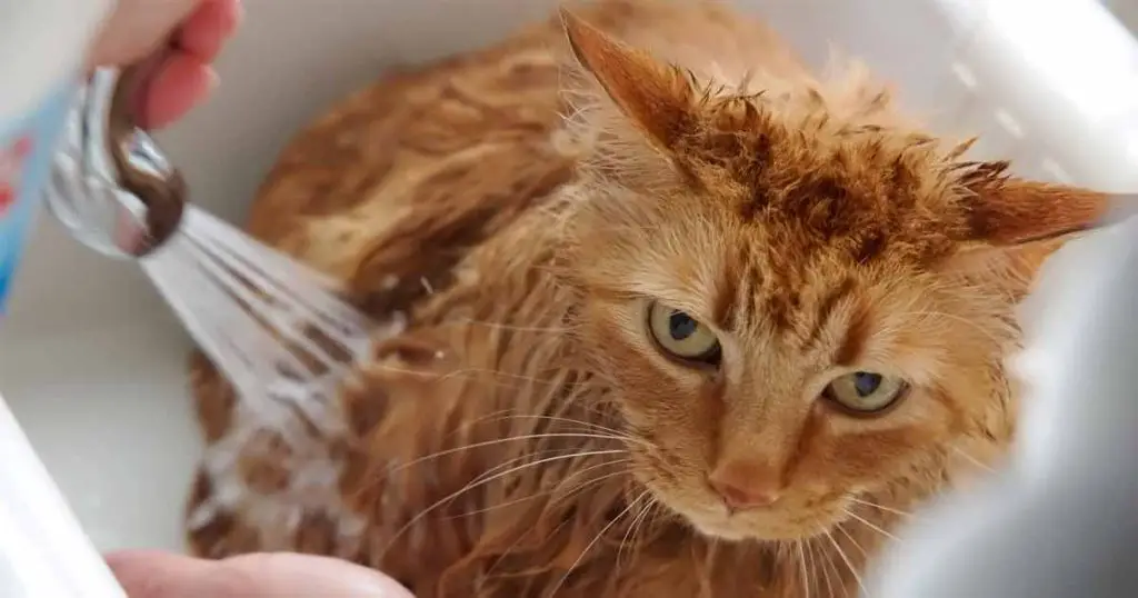 كيفية استحمام القطط بالطريقة الصحيحة