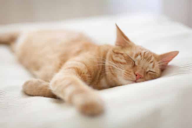 cat sleeping.jpg.653x0 q80 crop smart 8 أسباب الإمساك عند القطط - وما هي أعراضه وكيفية علاجه 2 8 أسباب الإمساك عند القطط - وما هي أعراضه وكيفية علاجه