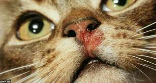 صورة لاعراض فيروس الكاليسي في القطط