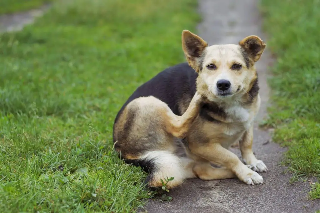 صورة لكلب مصاب بالحكة بسبب لأنواع حشرات الكلاب المختلفة