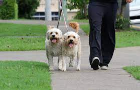 images 1 1 تدريب الكلاب على المشي بالطوق والسلسة - 6 خطوات لتدريب كلبك 1 تدريب الكلاب على المشي بالطوق والسلسة - 6 خطوات لتدريب كلبك
