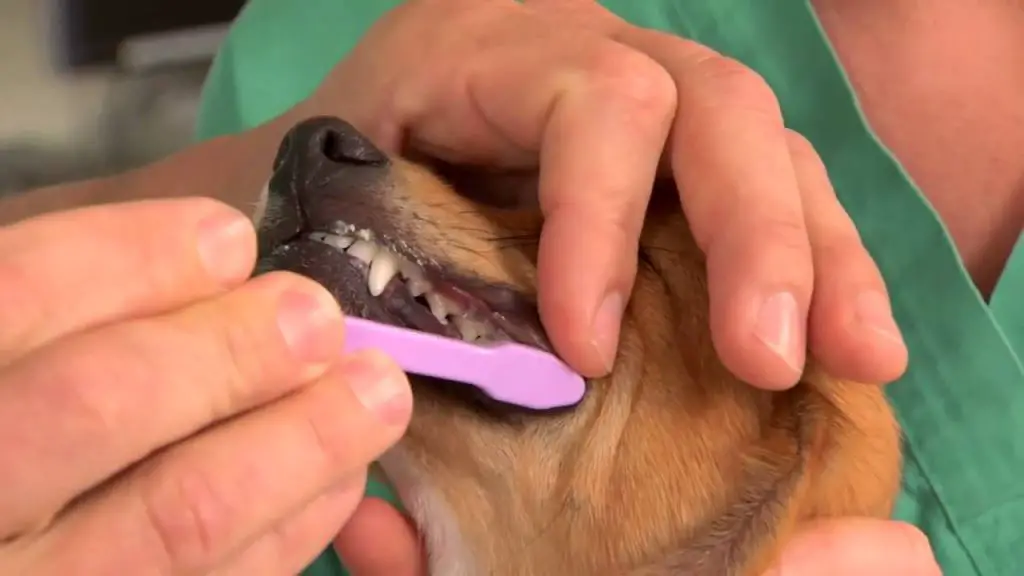maxresdefault 3 1 كيفية غسل اسنان الكلب؟ -7 خطوات لتعلم كيفيه غسيل اسنان الكلب 1 كيفية غسل اسنان الكلب؟ -7 خطوات لتعلم كيفيه غسيل اسنان الكلب